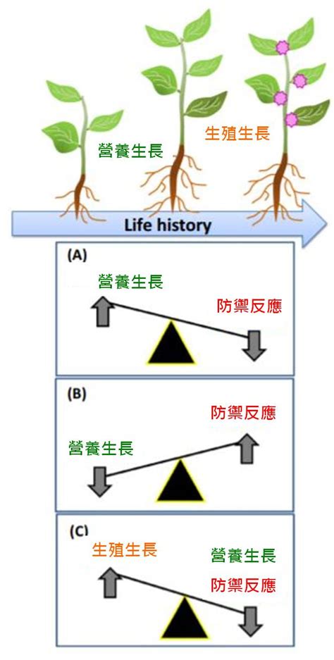 植物與人的關係